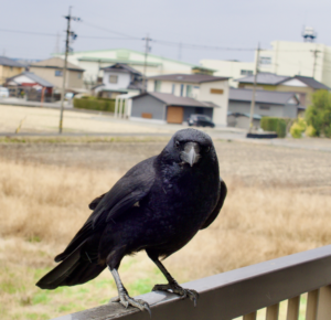 A close-up of a black crow perched on a rail, with residential buildings and a brown field in the background under a cloudy sky.