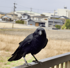 A close-up of a black crow perched on a rail, with residential buildings and a brown field in the background under a cloudy sky.